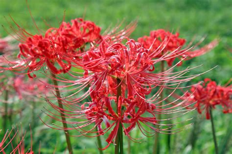 彼岸花 開花|彼岸花（ヒガンバナ）とは ＜花言葉・由来・開花時期などを紹。